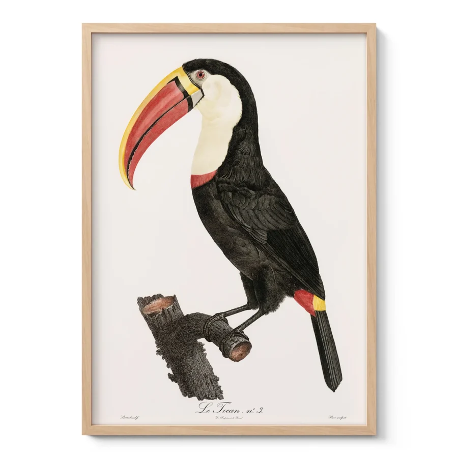 Toucan Print by Jacques Barraband