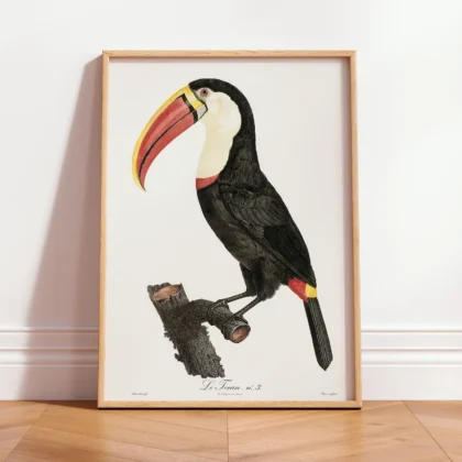 Toucan Print by Jacques Barraband