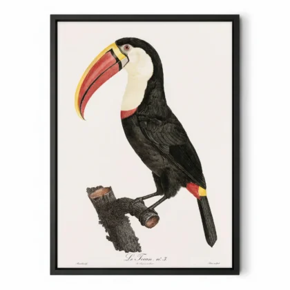 Toucan Print by Jacques Barraband