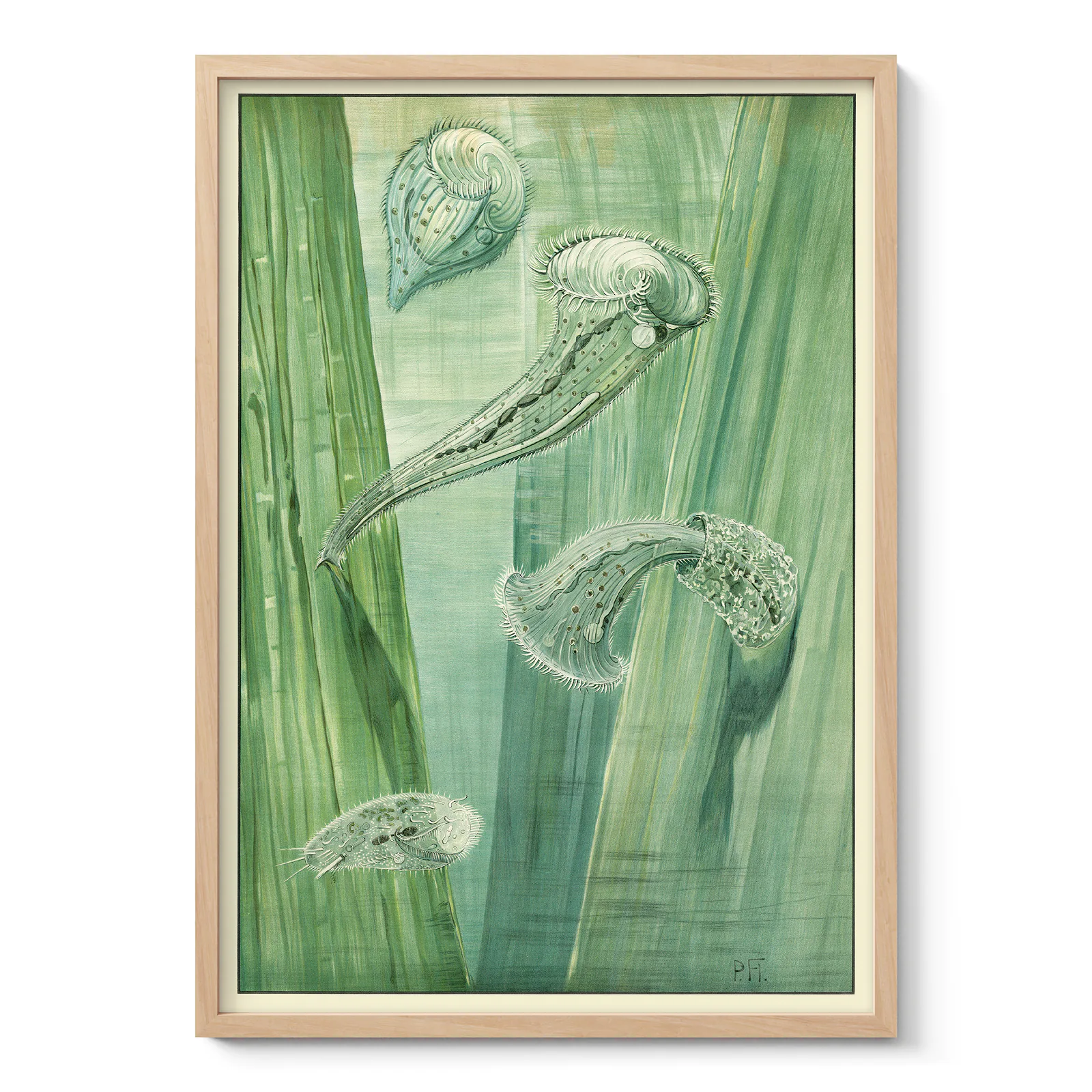 Vintage Micro Organisms Poster