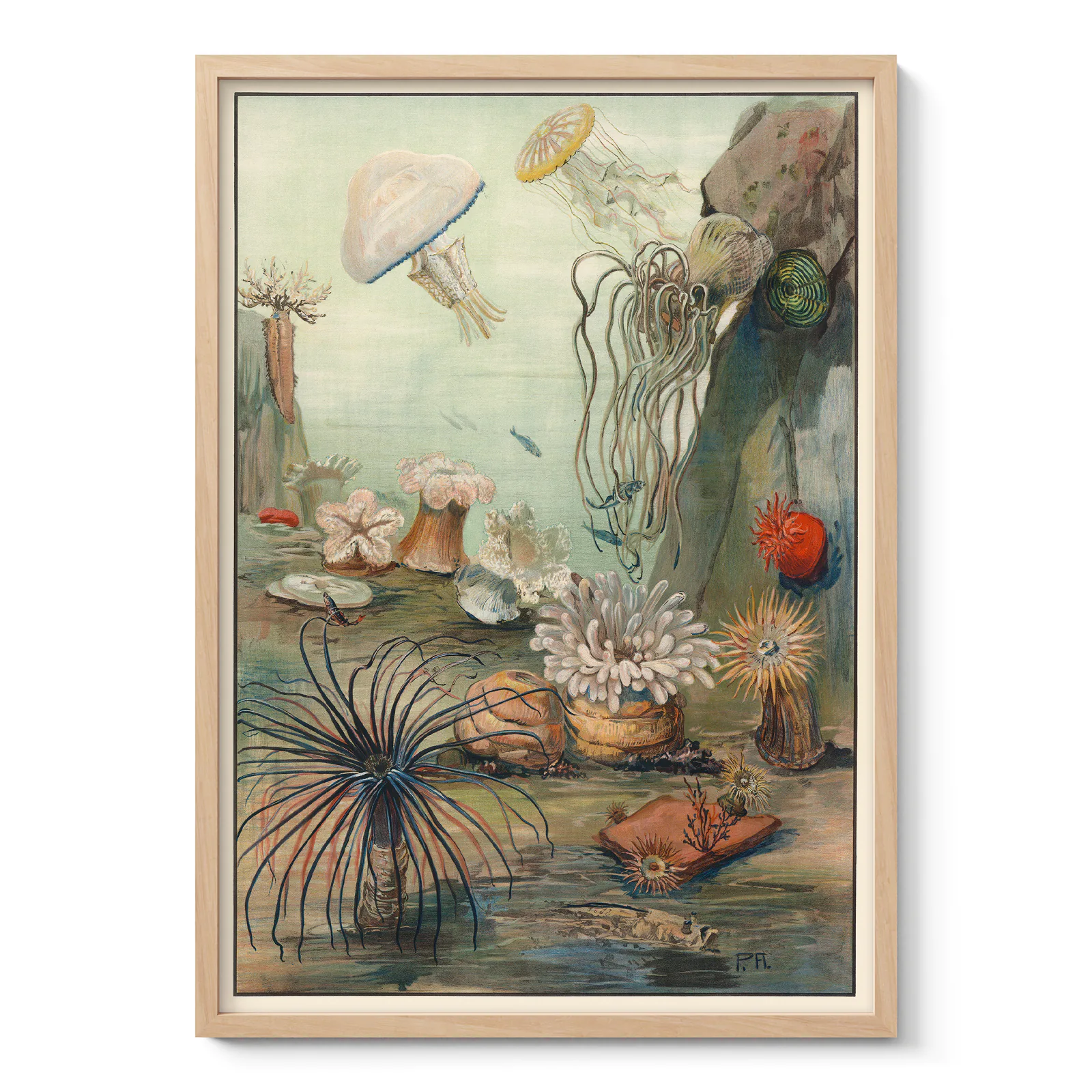 Vintage Sea Life Wall Art – Sea Anemones Poster