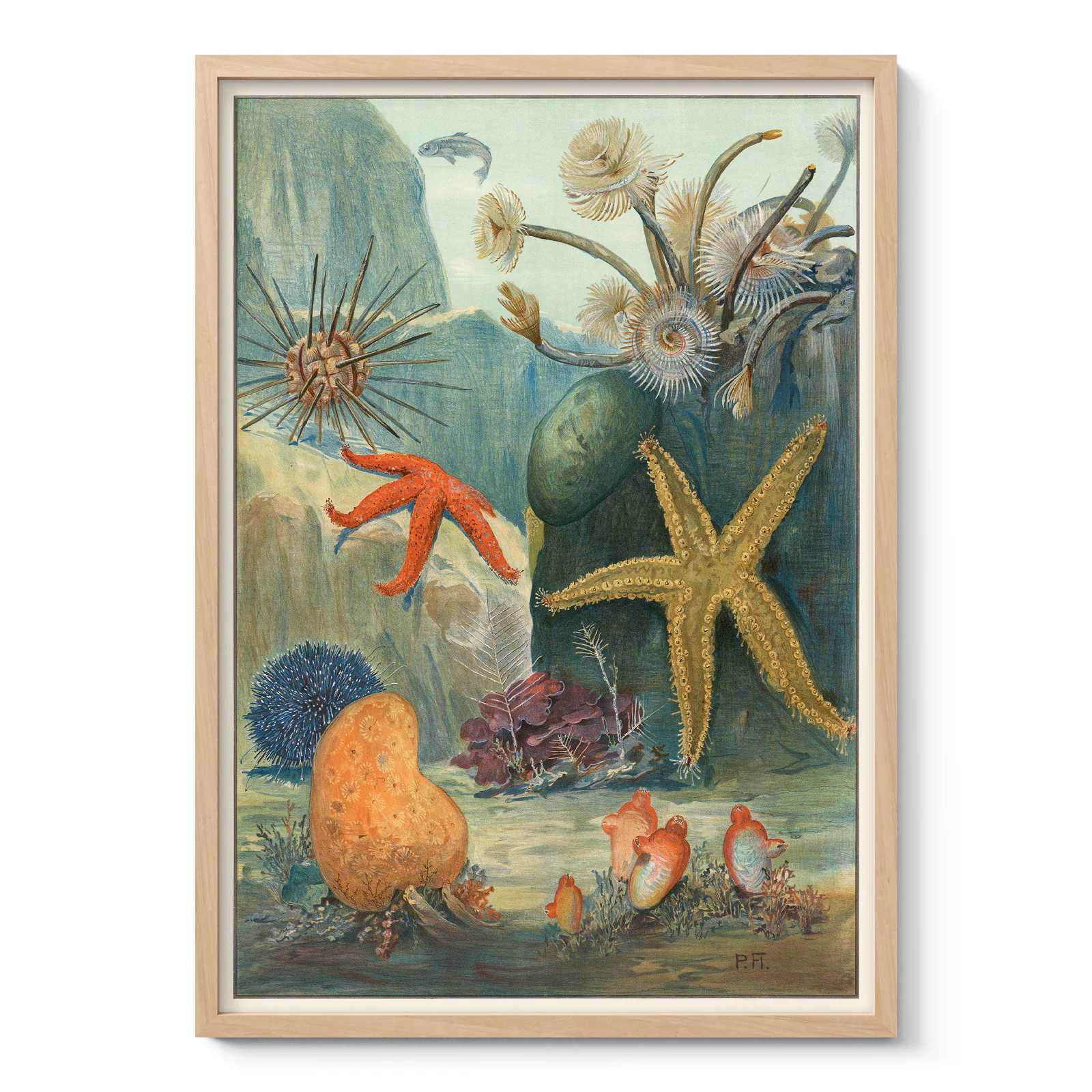 Vintage Marine Life Wall Art – Starfish & Sea Urchins Ocean Poster