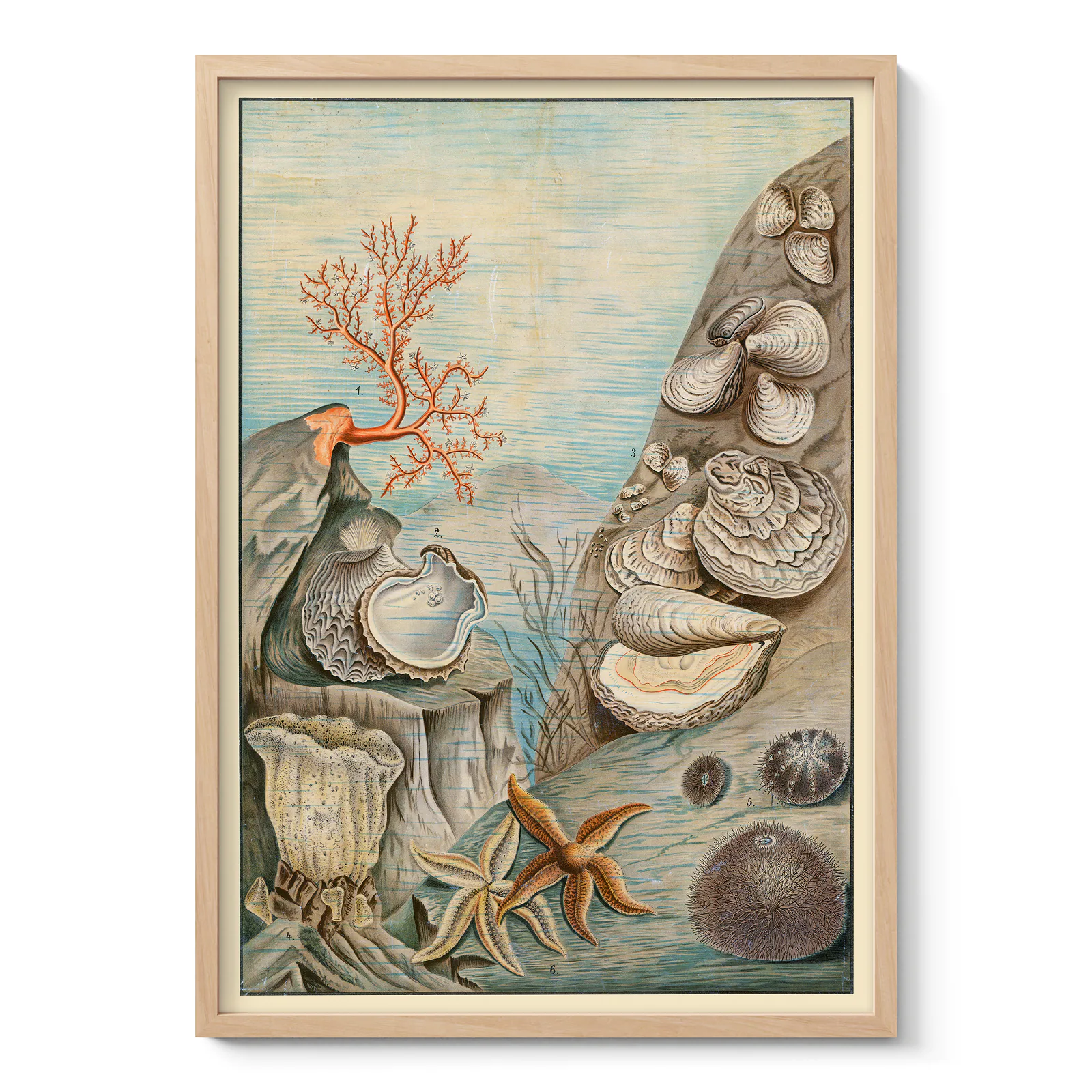 Coastal Wall Art – Vintage Oysters, Corals & Starfish Print