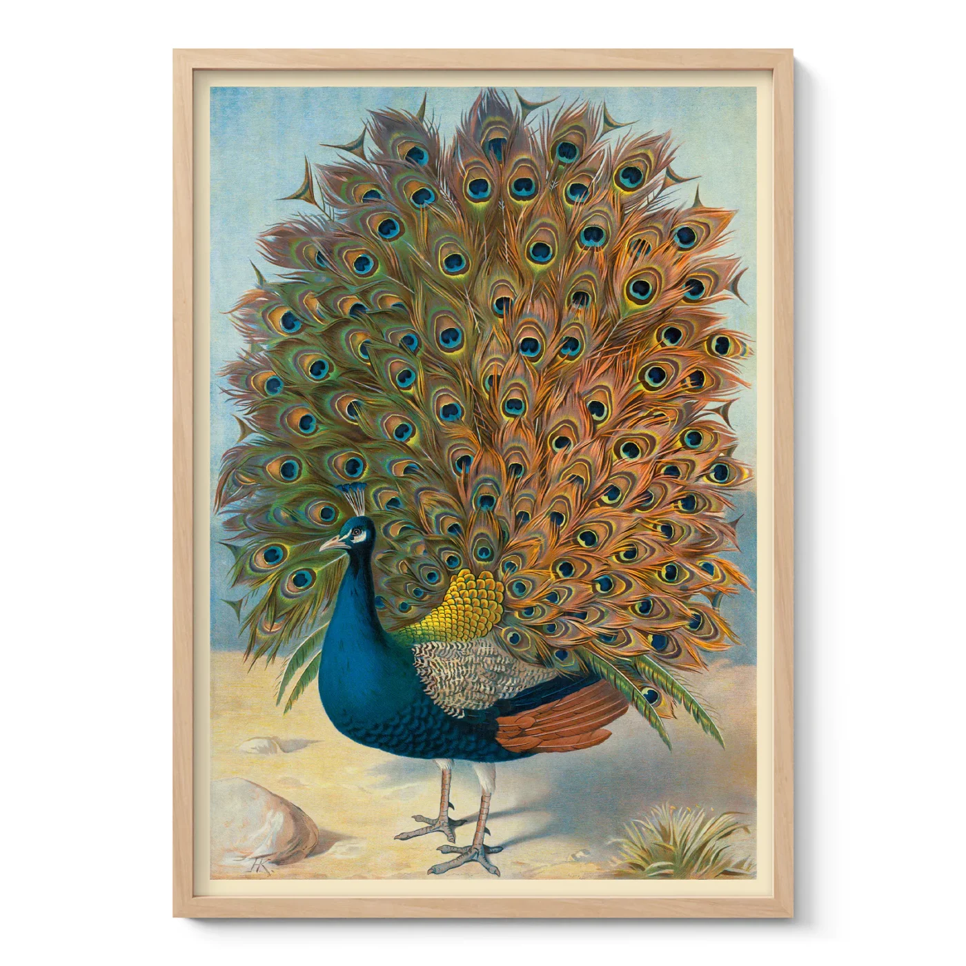 Peacock Poster – Vintage Bird Wall Art Print