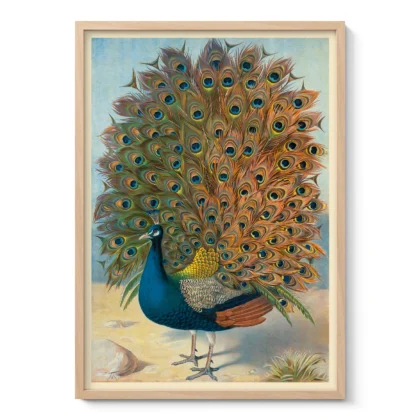 Peacock Poster – Vintage Bird Wall Art Print