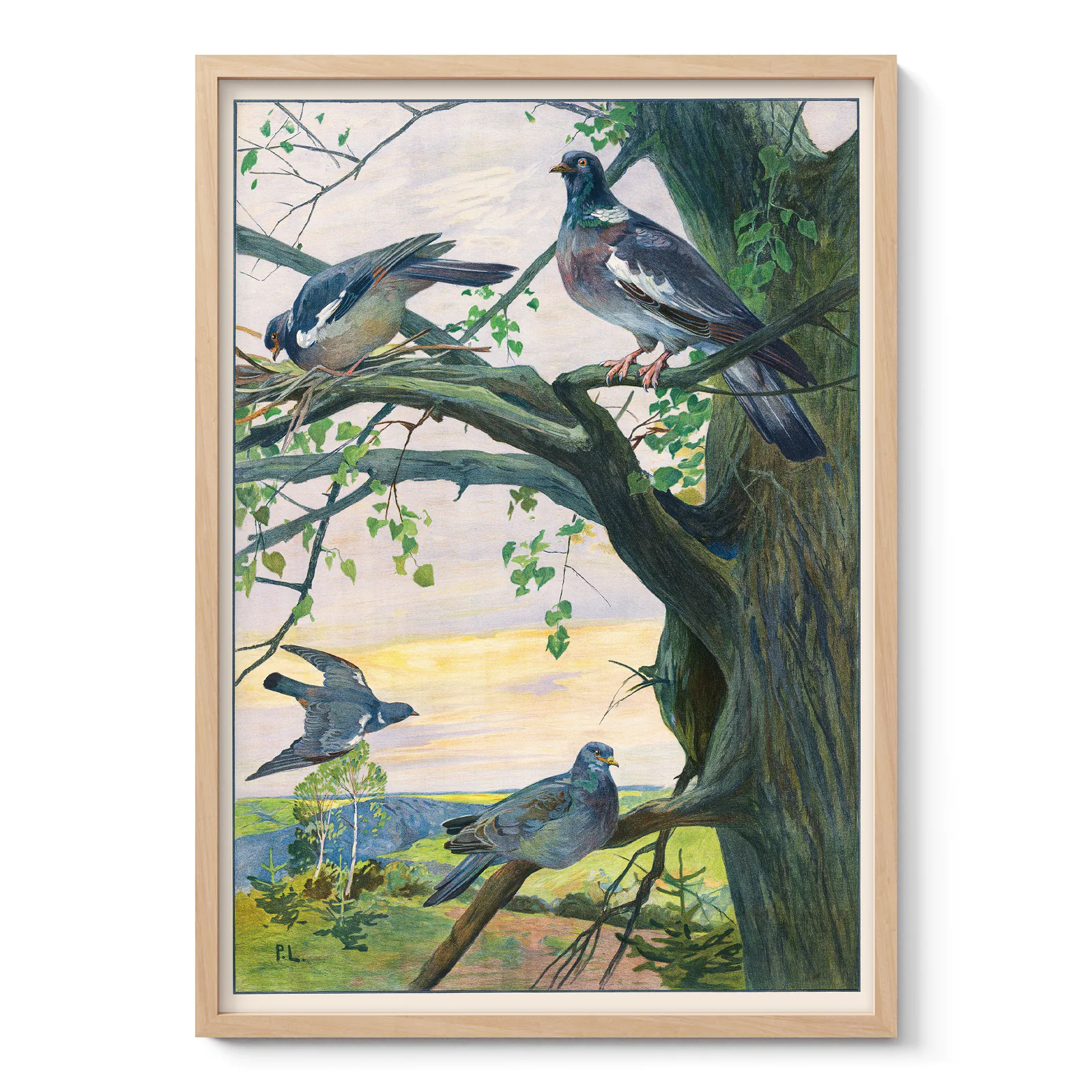 Vintage Pigeon Poster – Bird Wall Art Print