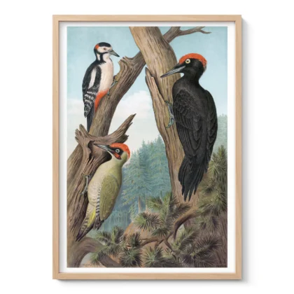 Woodpecker Print – Vintage Bird Illustration Poster