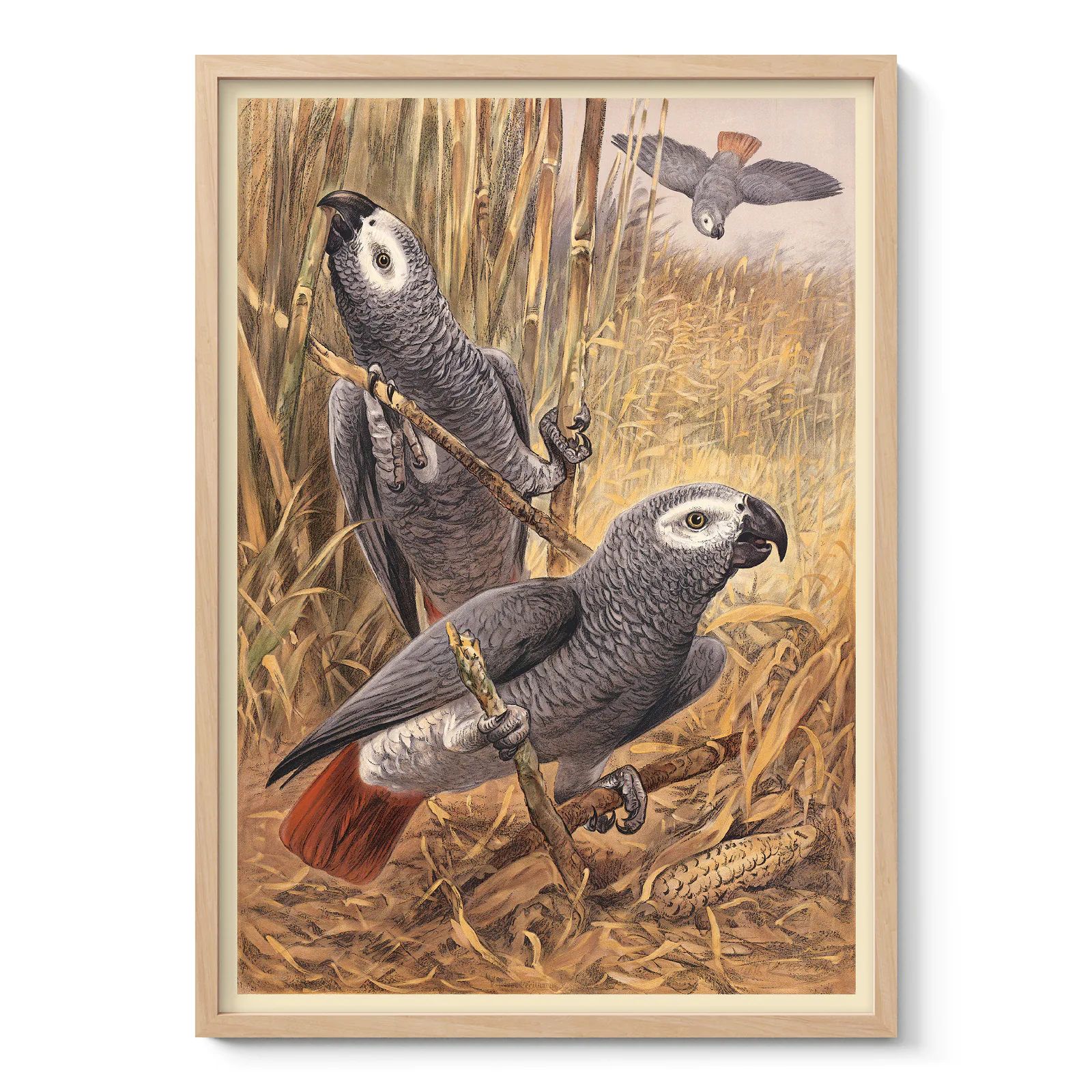 African Grey Parrot Poster – Vintage Bird Print