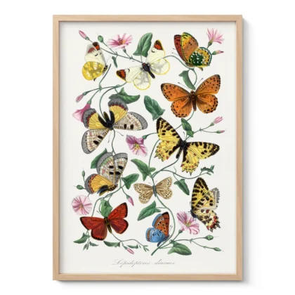 Vintage butterfly print featuring colorful butterflies and flowers
