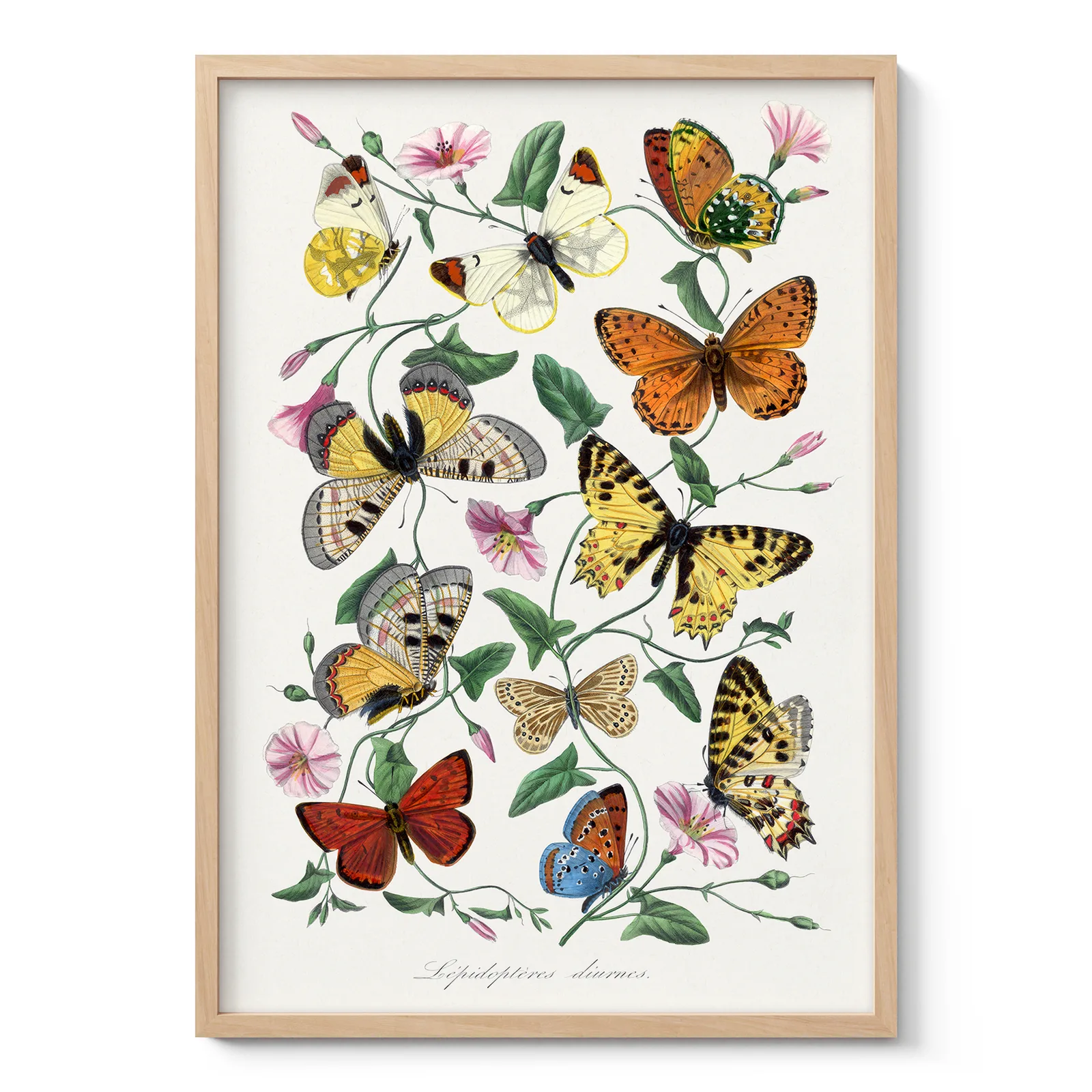 Vintage butterfly print featuring colorful butterflies and flowers