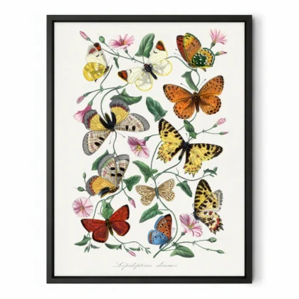 Framed vintage butterfly print displayed on a white wall