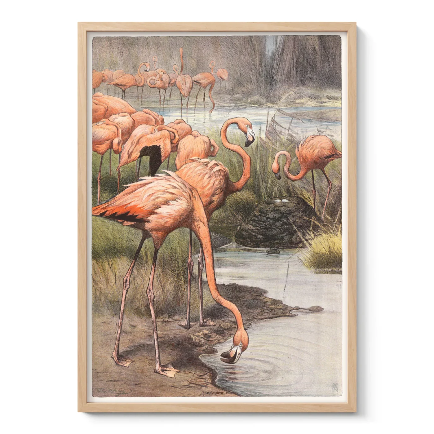 Pink Flamingo Print – Vintage Wall Art