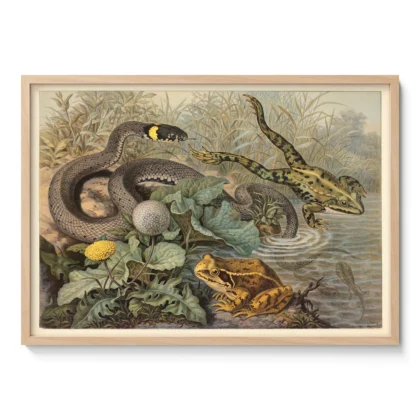 Vintage Frog and Grass Snake Poster – Antique Reptile Print