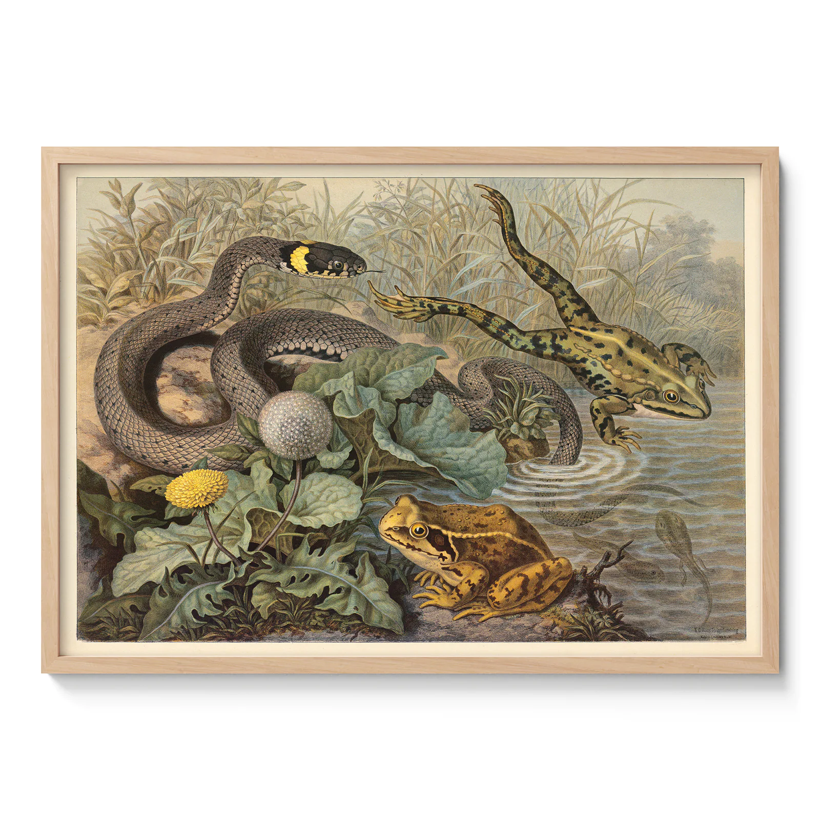 Vintage Frog and Grass Snake Poster – Antique Reptile Print