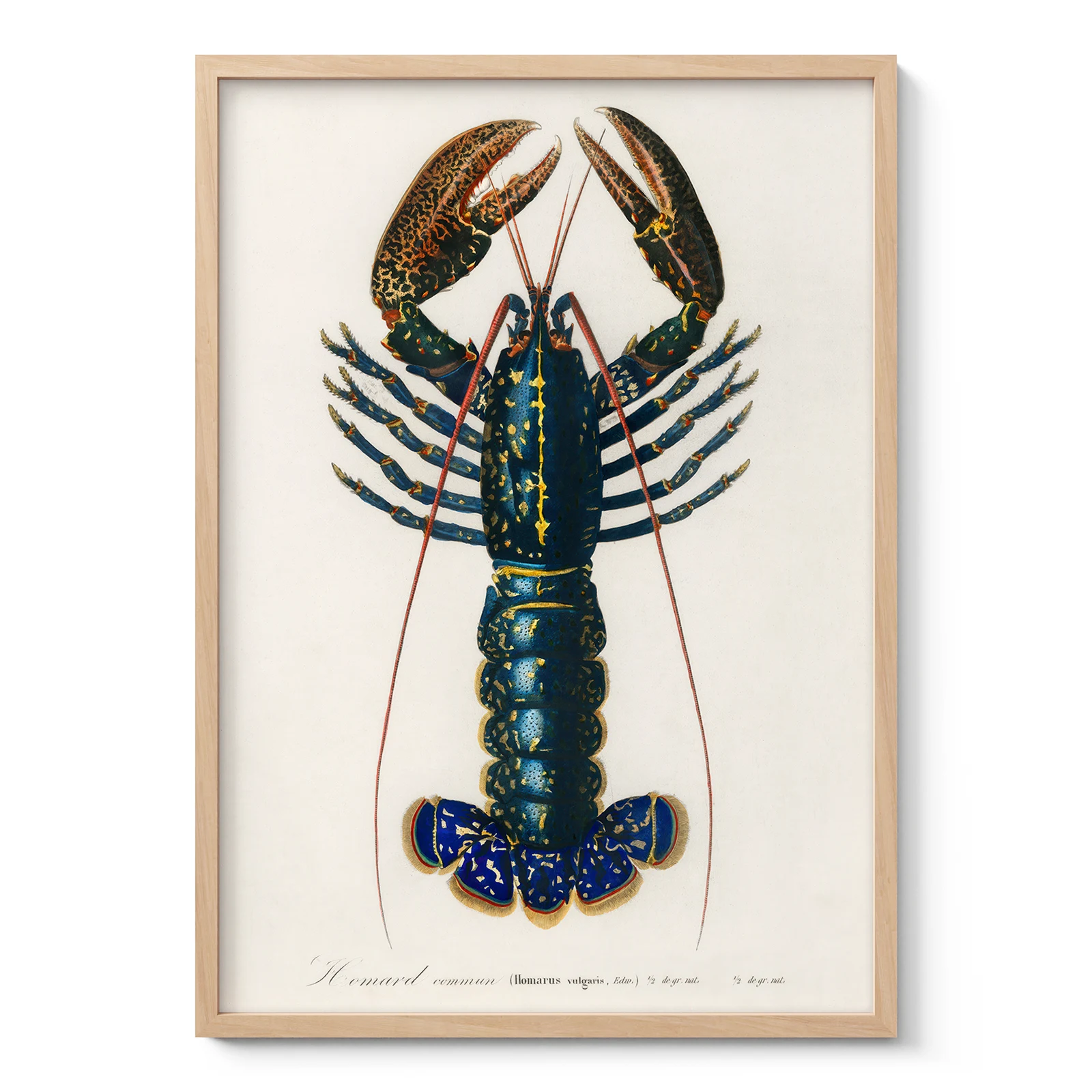 Vintage Lobster Wall Art Print