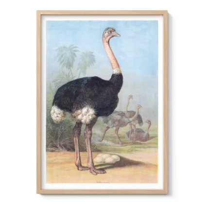 Ostrich Print – Vintage Bird Poster