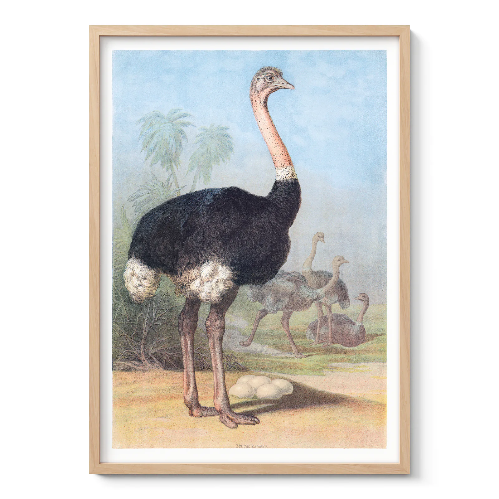 Ostrich Print – Vintage Bird Poster