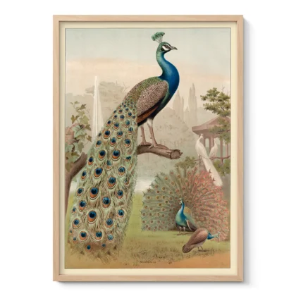 Peacock Print – Vintage Bird Wall Art Poster