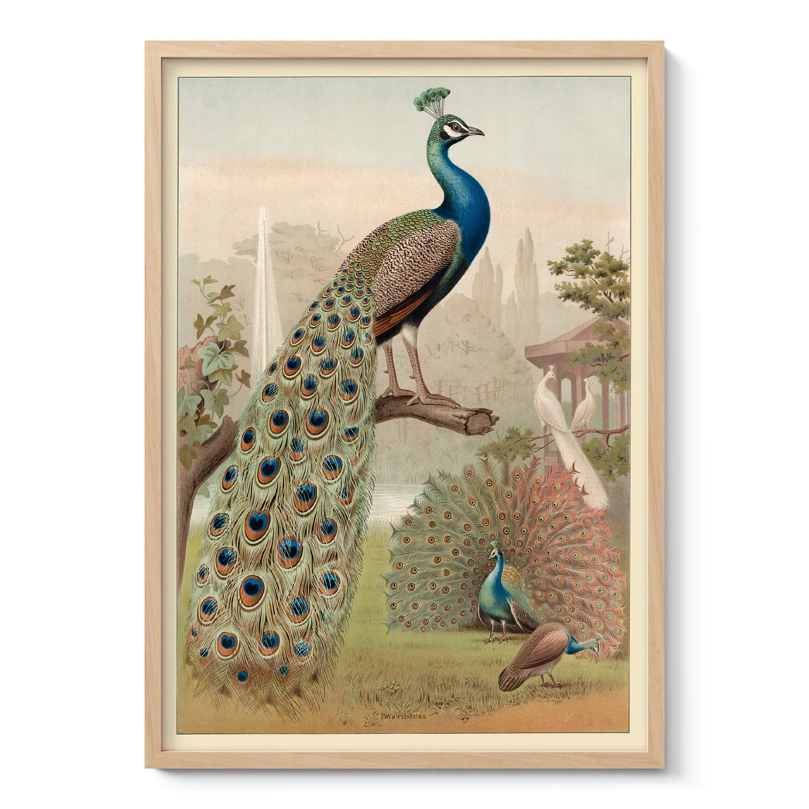 Peacock Print – Vintage Bird Wall Art Poster