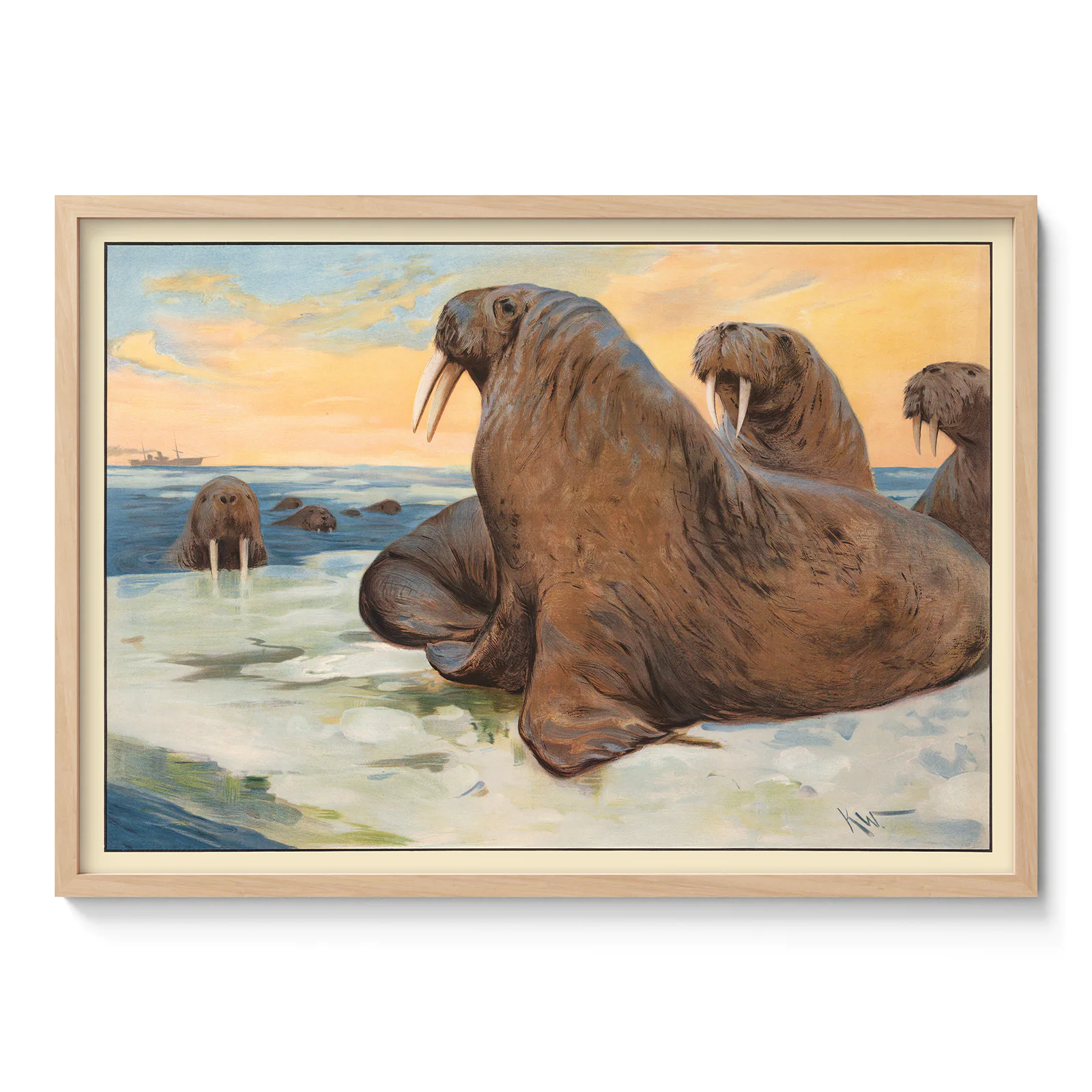 Walrus Poster – Vintage Arctic Animal Wall Art