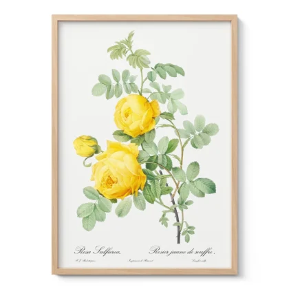 Vintage Botanical Yellow Rose Wall Art – Pierre-Joseph Redoute