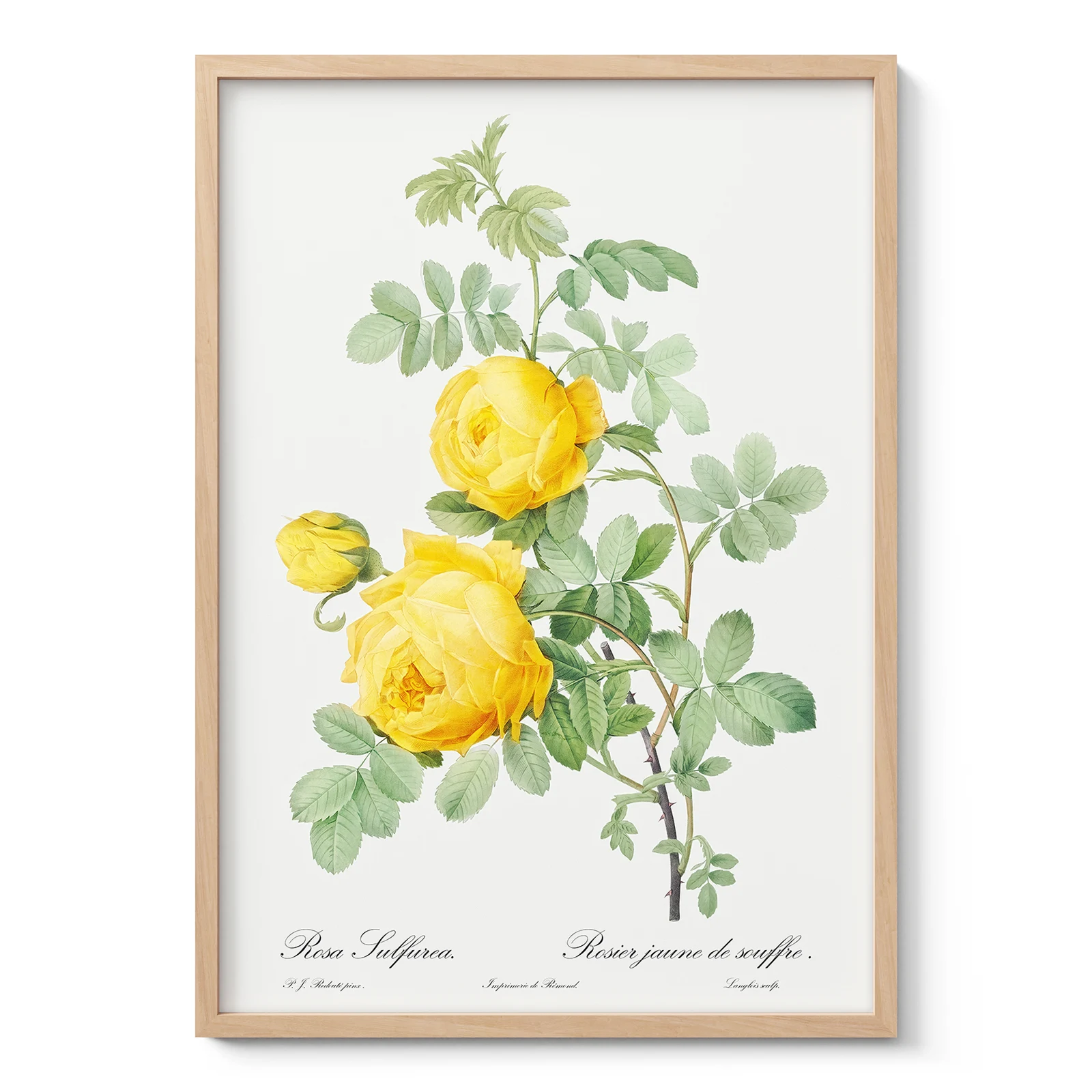 Vintage Botanical Yellow Rose Wall Art – Pierre-Joseph Redoute