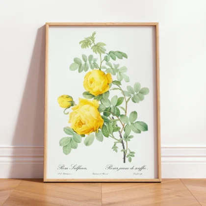 Vintage Botanical Yellow Rose Wall Art – Pierre-Joseph Redoute