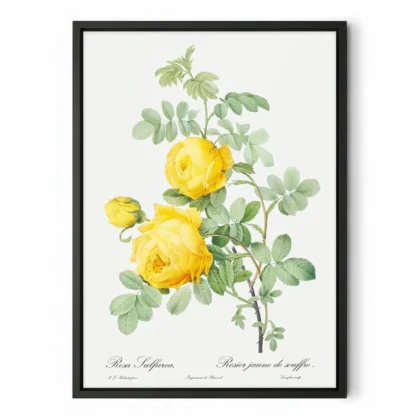 Vintage Botanical Yellow Rose Wall Art – Pierre-Joseph Redoute