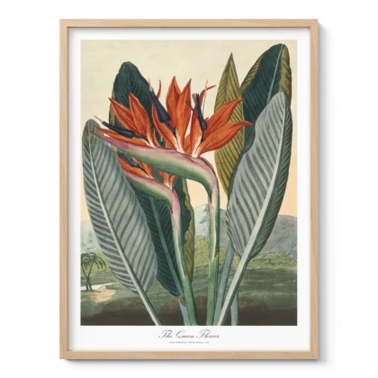 Bird of Paradise Botanical Wall Art by Philip Reinagle