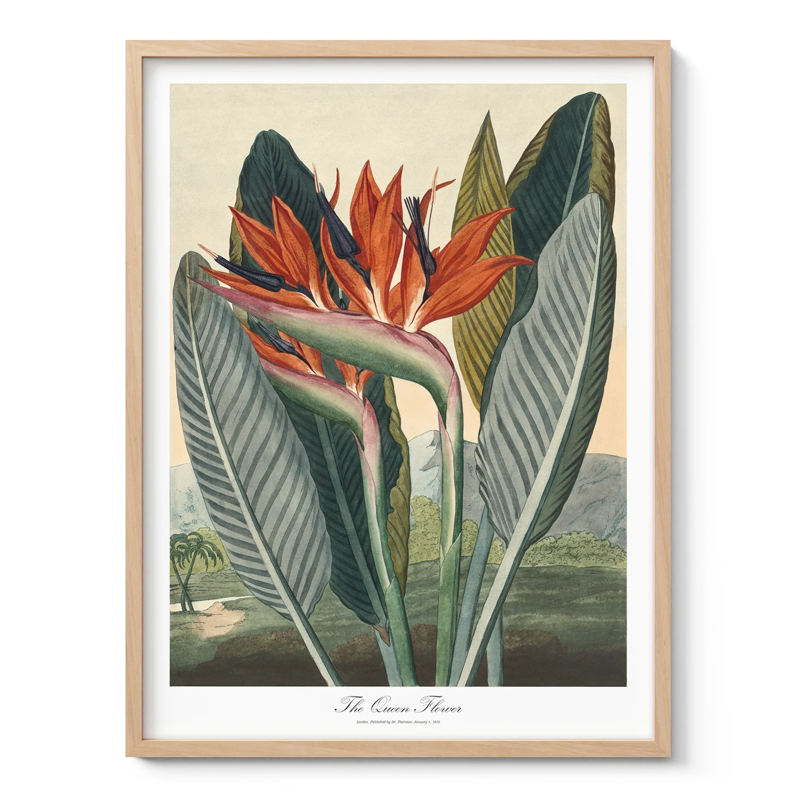 Bird of Paradise Botanical Wall Art by Philip Reinagle