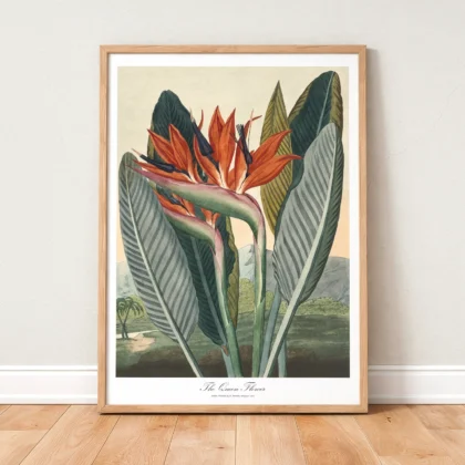 Bird of Paradise Botanical Wall Art by Philip Reinagle