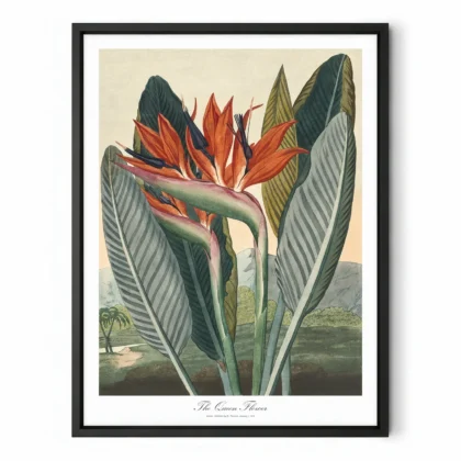 Bird of Paradise Botanical Wall Art by Philip Reinagle