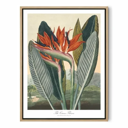 Bird of Paradise Botanical Wall Art by Philip Reinagle