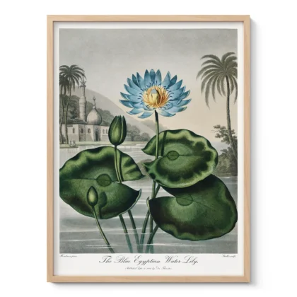 The Blue Egyptian Water Lily Print by Robert John Thornton