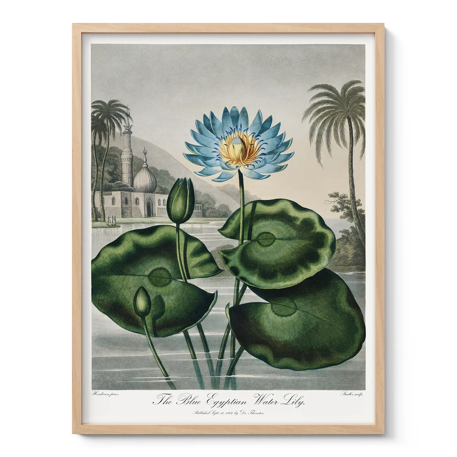 The Blue Egyptian Water Lily Print by Robert John Thornton