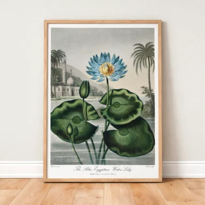 The Blue Egyptian Water Lily Print by Robert John Thornton