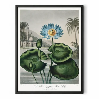 The Blue Egyptian Water Lily Print by Robert John Thornton