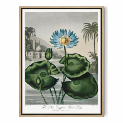 The Blue Egyptian Water Lily Print by Robert John Thornton