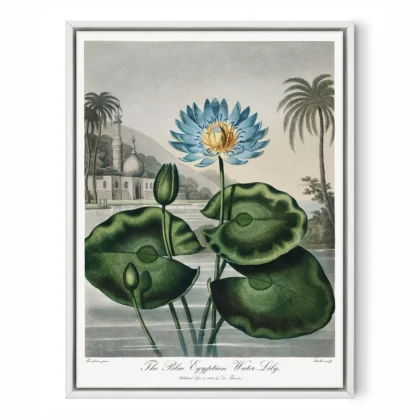 The Blue Egyptian Water Lily Print by Robert John Thornton