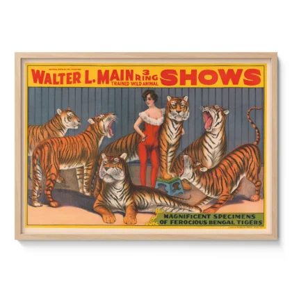 Circus Tigers Poster – Victorian Wild Animal Show