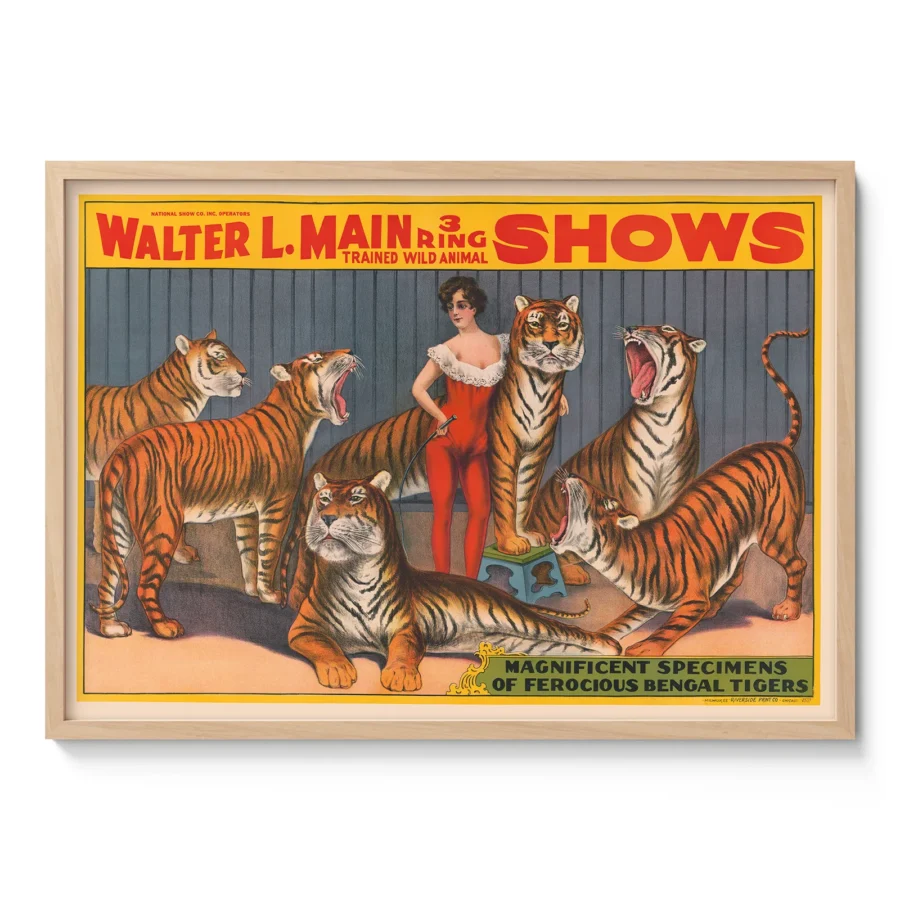 Circus Tigers Poster – Victorian Wild Animal Show