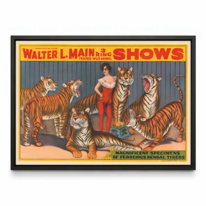 Circus Tigers Poster – Victorian Wild Animal Show