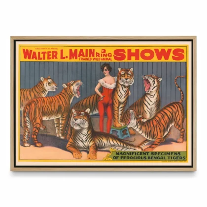 Circus Tigers Poster – Victorian Wild Animal Show