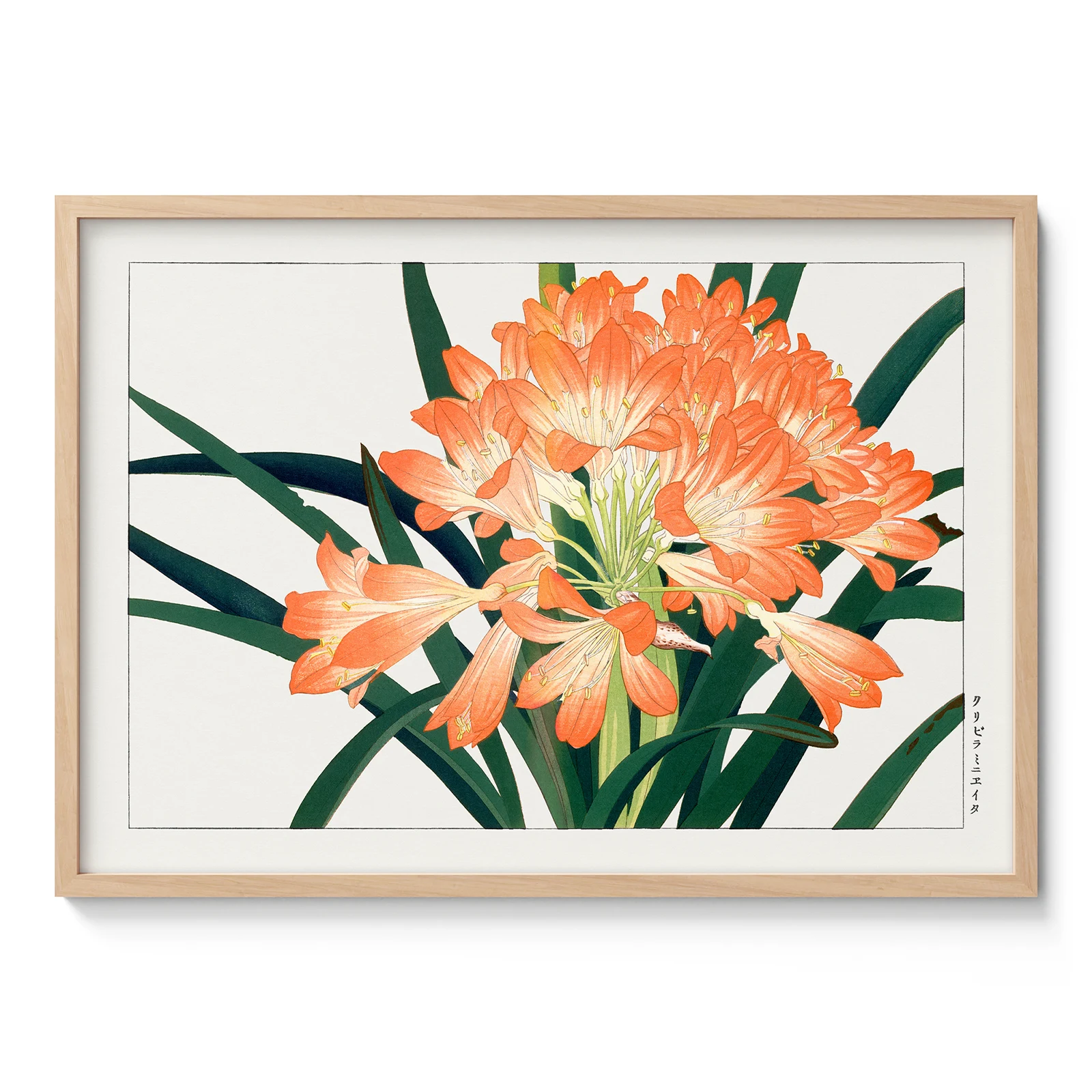 Japanese Floral Print by Tanigami Konan – Clivia Flowers