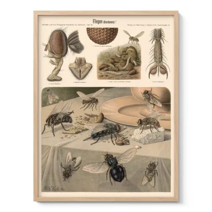 Insect Wall Art – Flies Print by Albert Kull