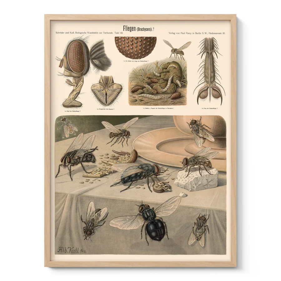 Insect Wall Art – Flies Print by Albert Kull