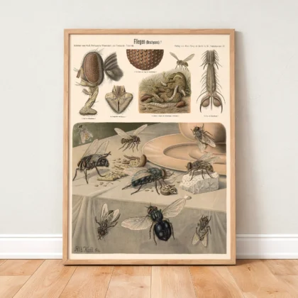 Insect Wall Art – Flies Print by Albert Kull