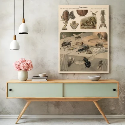 Insect Wall Art – Flies Print by Albert Kull