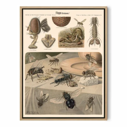 Insect Wall Art – Flies Print by Albert Kull