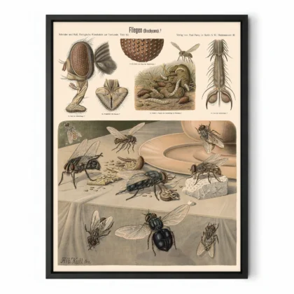 Insect Wall Art – Flies Print by Albert Kull